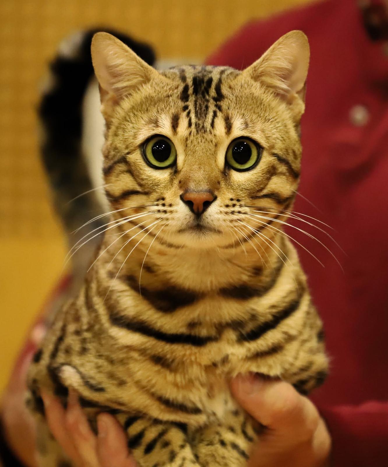 PARDUS DEI UNDER THE SUN